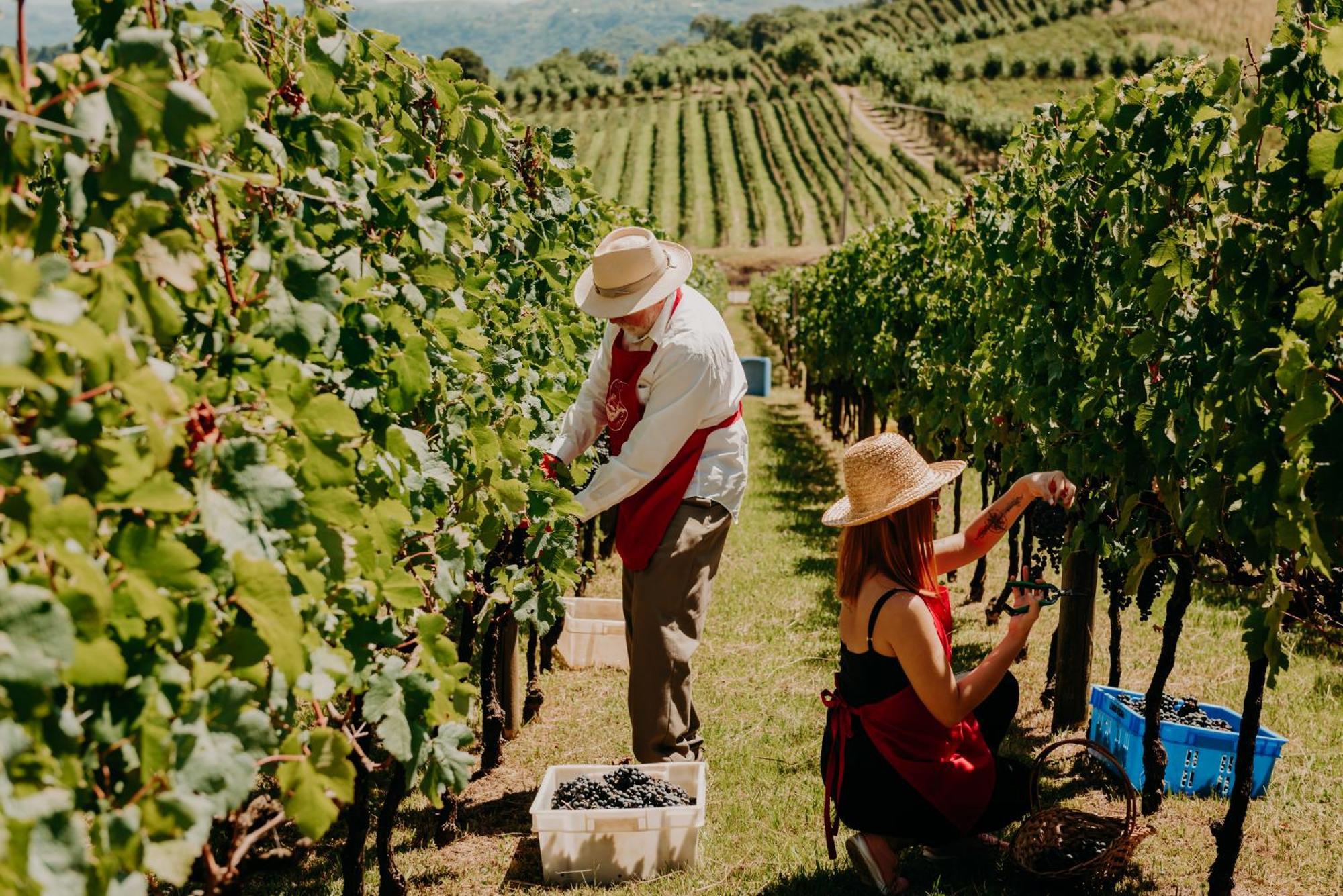 Spa Do Vinho Condominio Vitivinicola Бенту-Гонсалвіс Екстер'єр фото Harvesting grapes in the Okanagan Valley